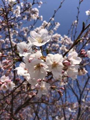 篠島の桜